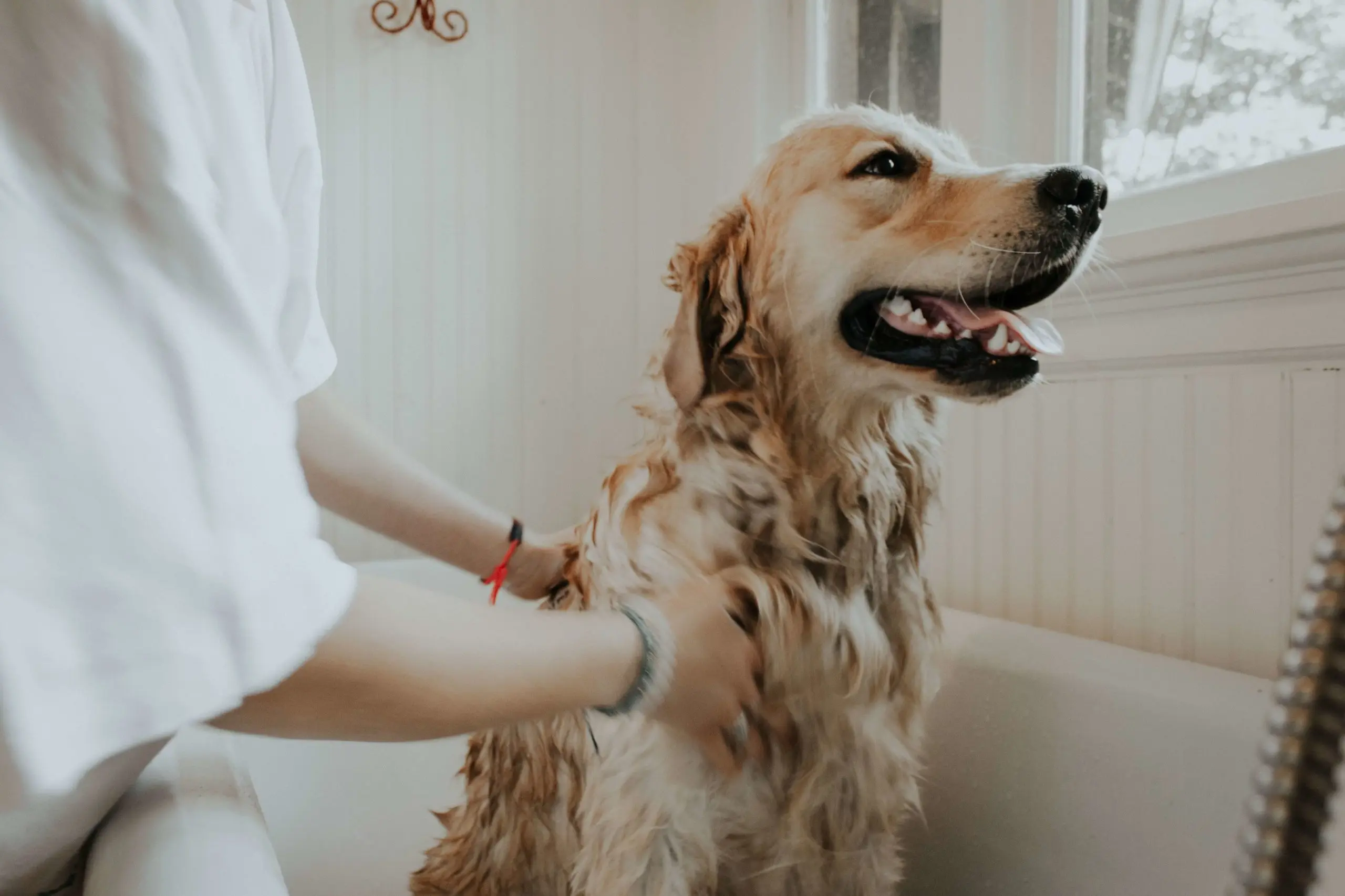 shower or tub for pet owners