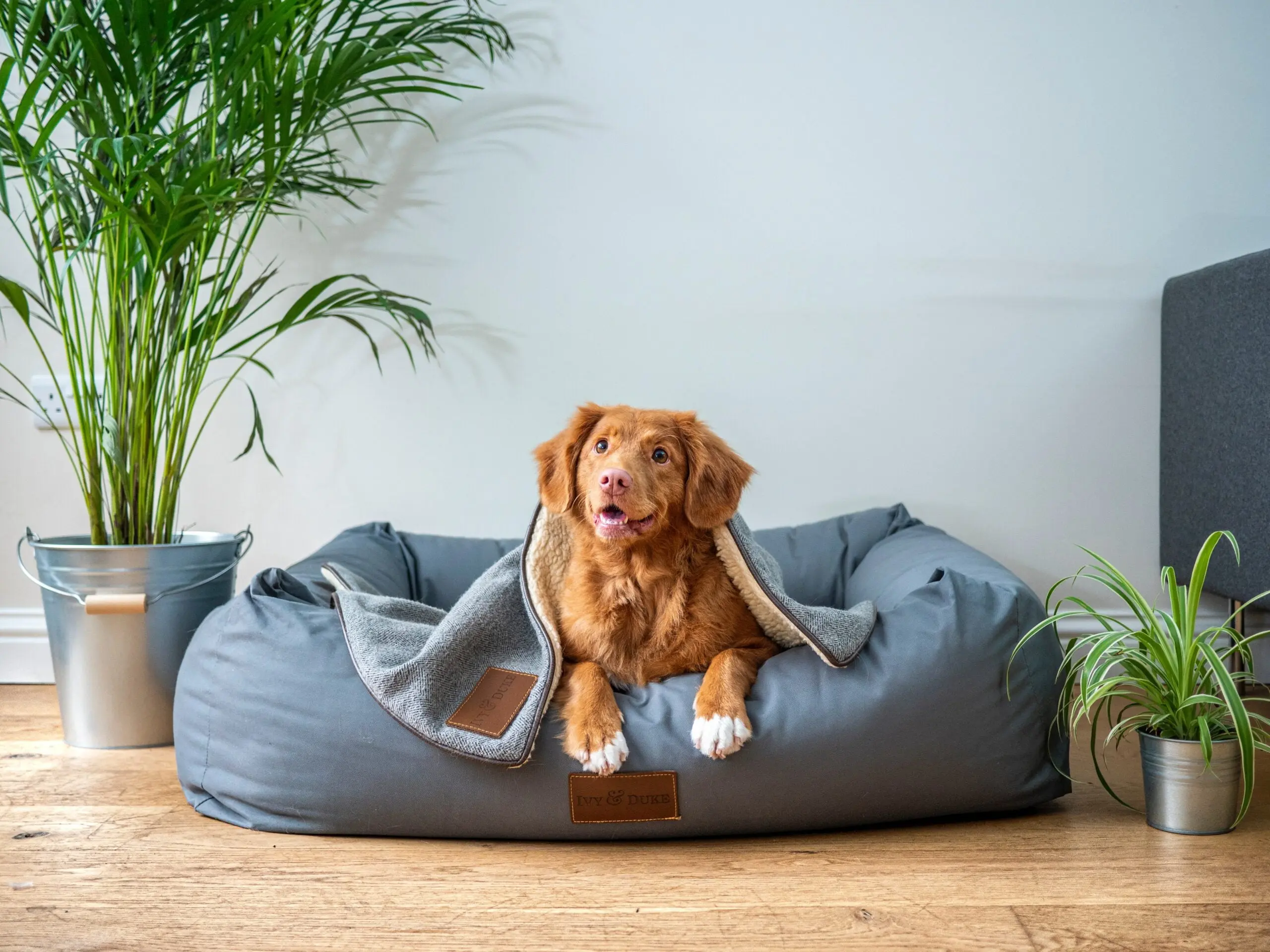 a dog is laying in a dog bed with a blanket on it