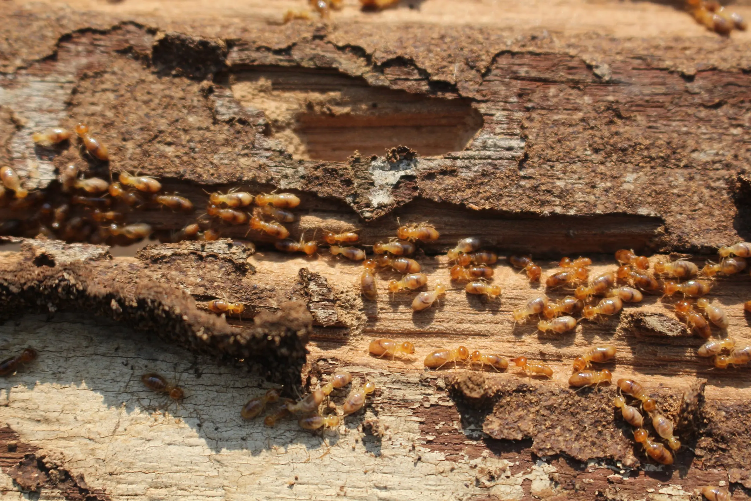 termite infestation